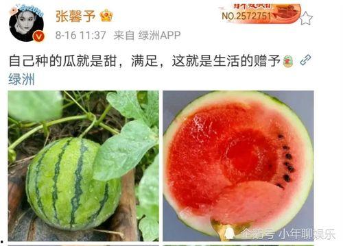 可以吃娱乐圈的瓜吗
