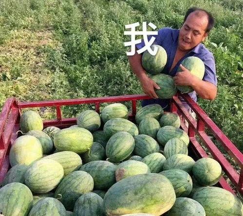 可以吃娱乐圈的瓜吗